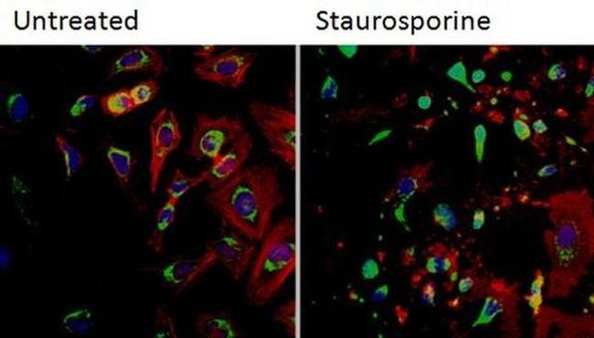 Cytochrome C Antibody