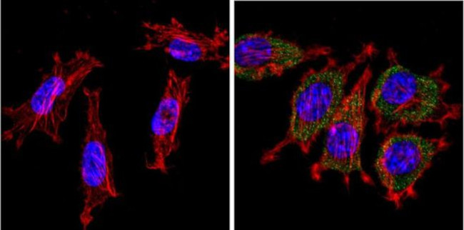 Cytochrome C Antibody in Immunocytochemistry (ICC/IF)