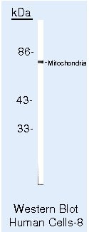 Mitochondria Antibody in Western Blot (WB)
