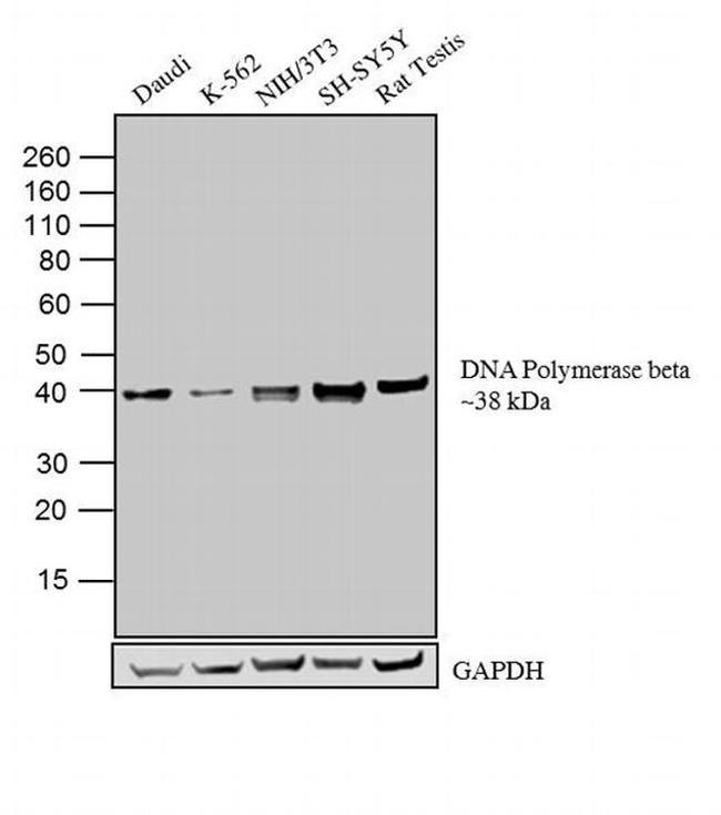 POLB Antibody in Western Blot (WB)