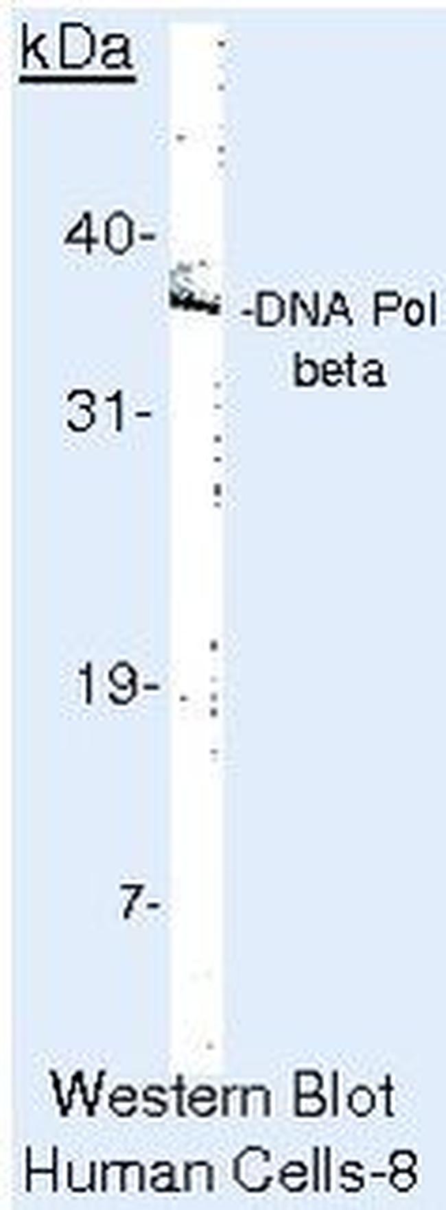 POLB Antibody in Western Blot (WB)