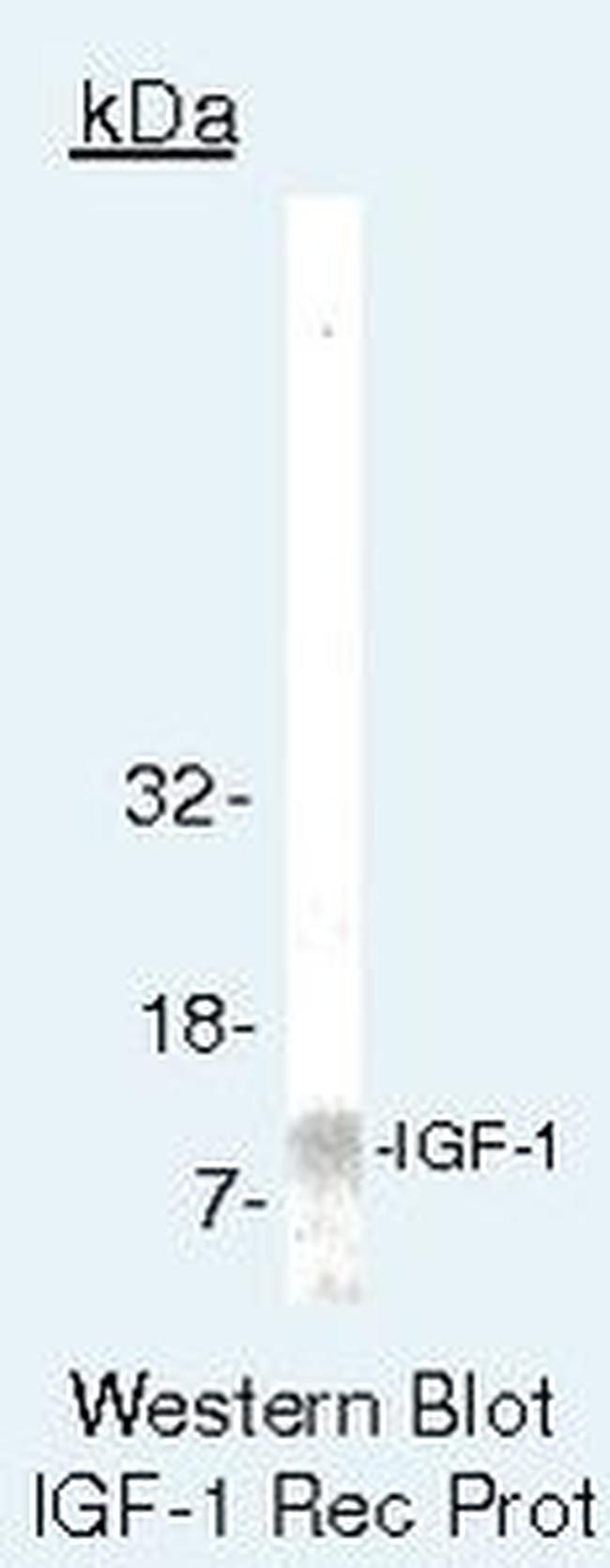 IGF1 Antibody in Western Blot (WB)