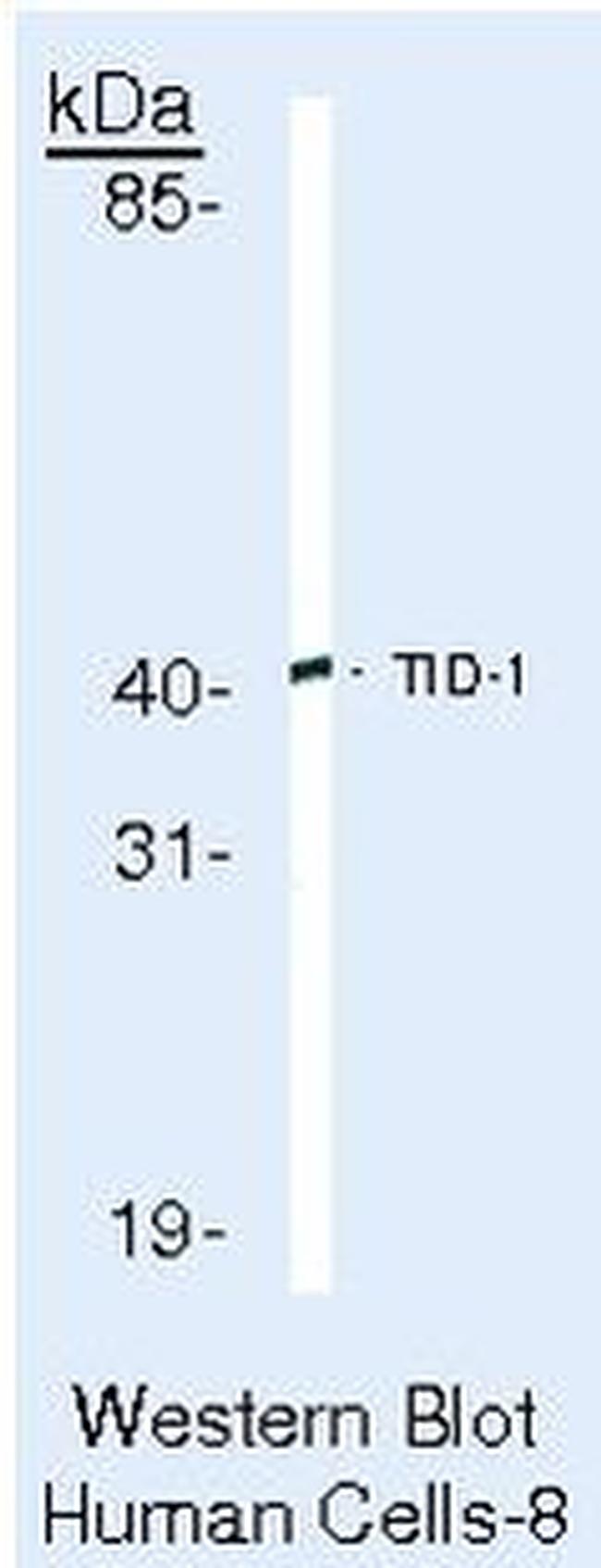 TID1 Antibody in Western Blot (WB)