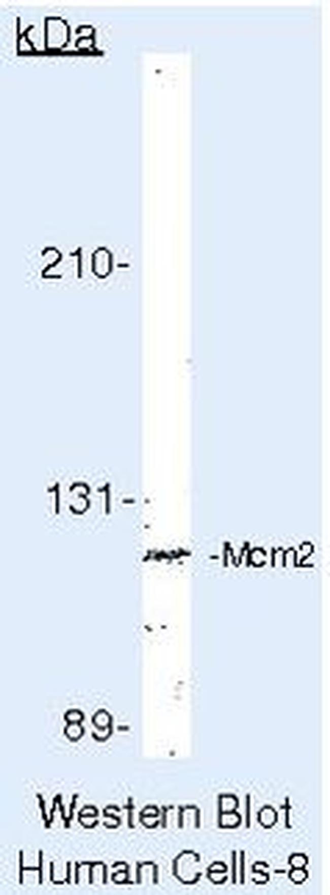 MCM2 Antibody in Western Blot (WB)