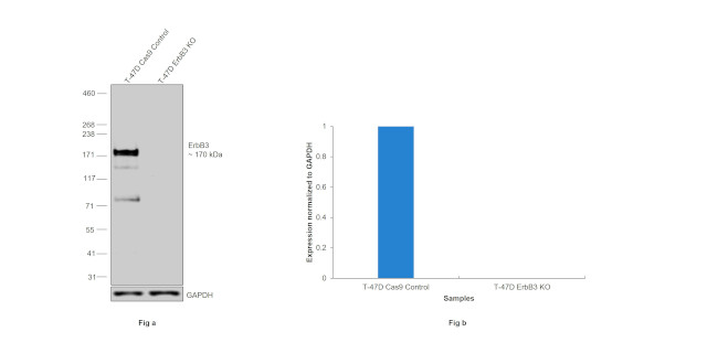 Bra phenotype of bra5-2, bra2-3, and bra4-2 mutant strains is