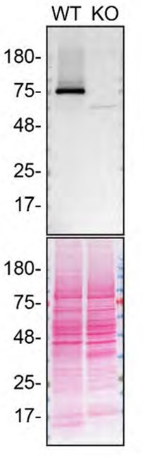 TGM2 Antibody in Western Blot (WB)