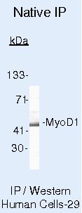 MYOD Antibody in Immunoprecipitation (IP)