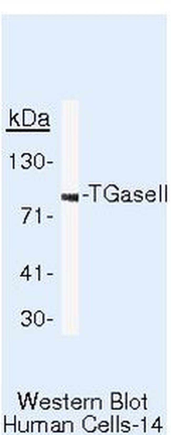 TGM2 Antibody in Western Blot (WB)