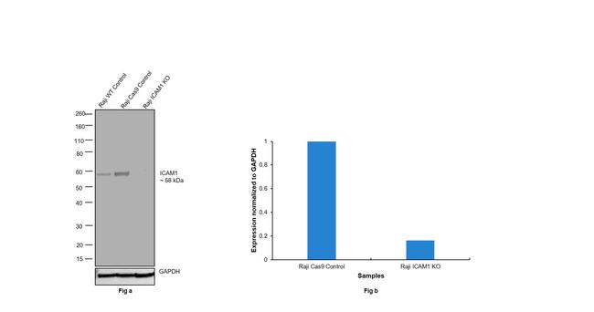 ICAM-1 Antibody in Western Blot (WB)