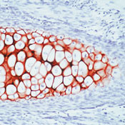 Collagen II Antibody in Immunohistochemistry (Paraffin) (IHC (P))