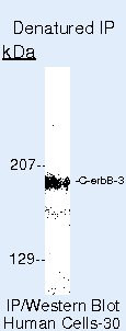 ErbB3 Antibody in Immunoprecipitation (IP)