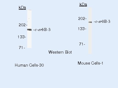 ErbB3 Antibody in Western Blot (WB)