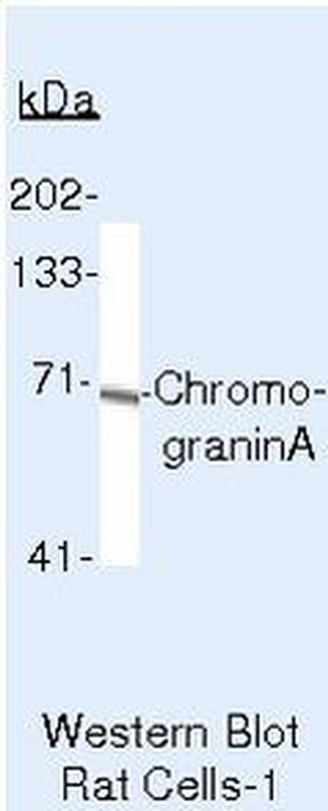 Chromogranin A Antibody in Western Blot (WB)