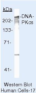 DNA-PK Antibody in Western Blot (WB)