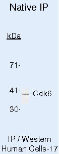 Cdk6 Antibody in Immunoprecipitation (IP)