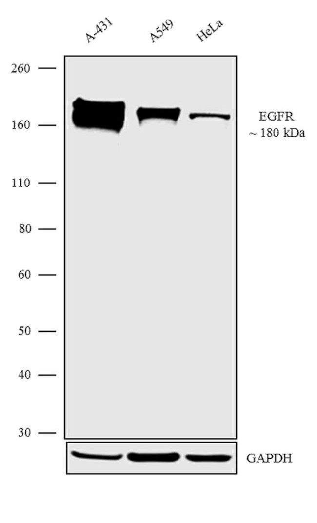 EGFR Antibody