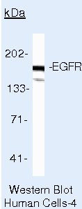 EGFR Antibody in Western Blot (WB)