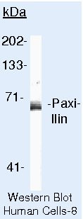 Paxillin Antibody in Western Blot (WB)