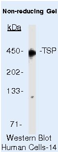 Thrombospondin 1 Antibody in Western Blot (WB)