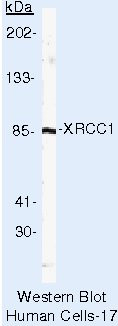 XRCC1 Antibody in Western Blot (WB)