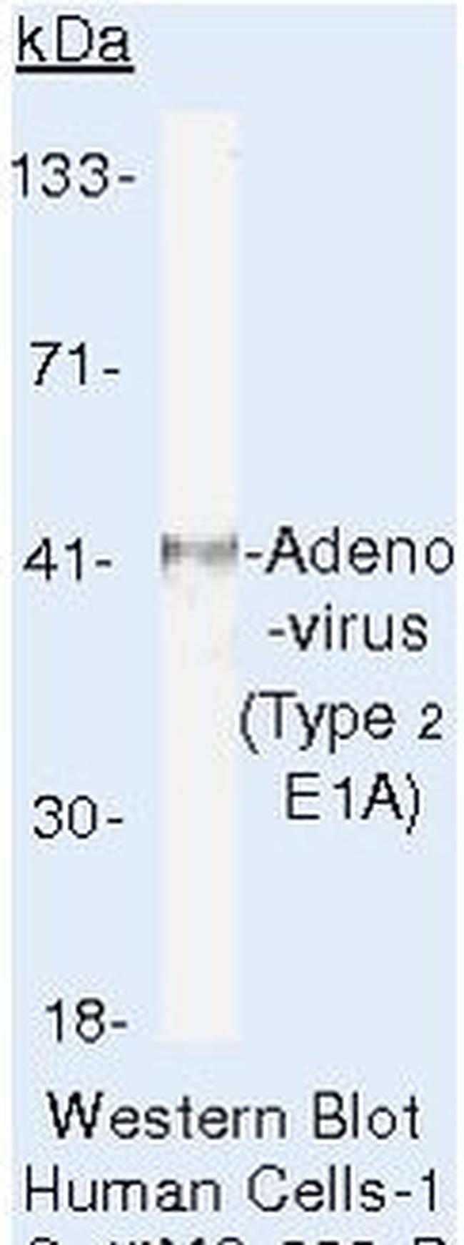 Adenovirus Type 2 E1A Antibody in Western Blot (WB)