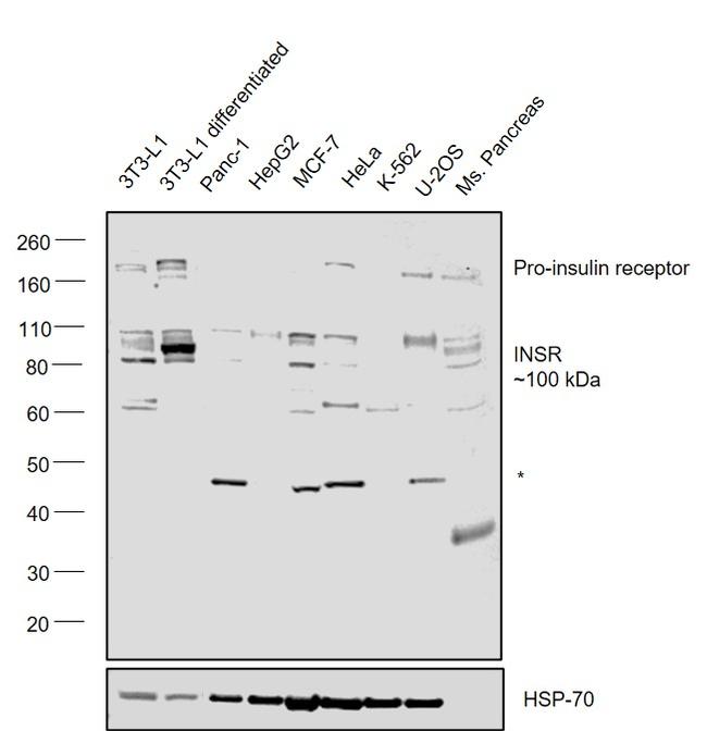 INSR Antibody in Western Blot (WB)