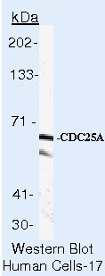 Cdc25A Antibody in Western Blot (WB)