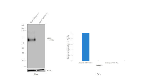 P-Glycoprotein Antibody in Western Blot (WB)