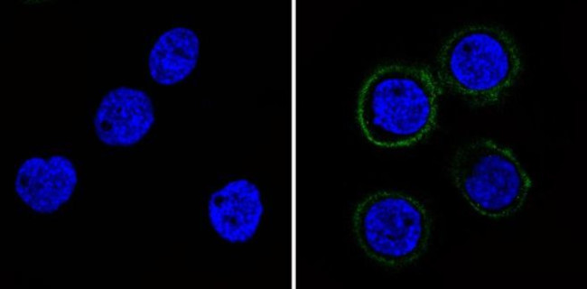 P-Glycoprotein Antibody in Immunocytochemistry (ICC/IF)