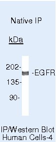 EGFR Antibody in Immunoprecipitation (IP)