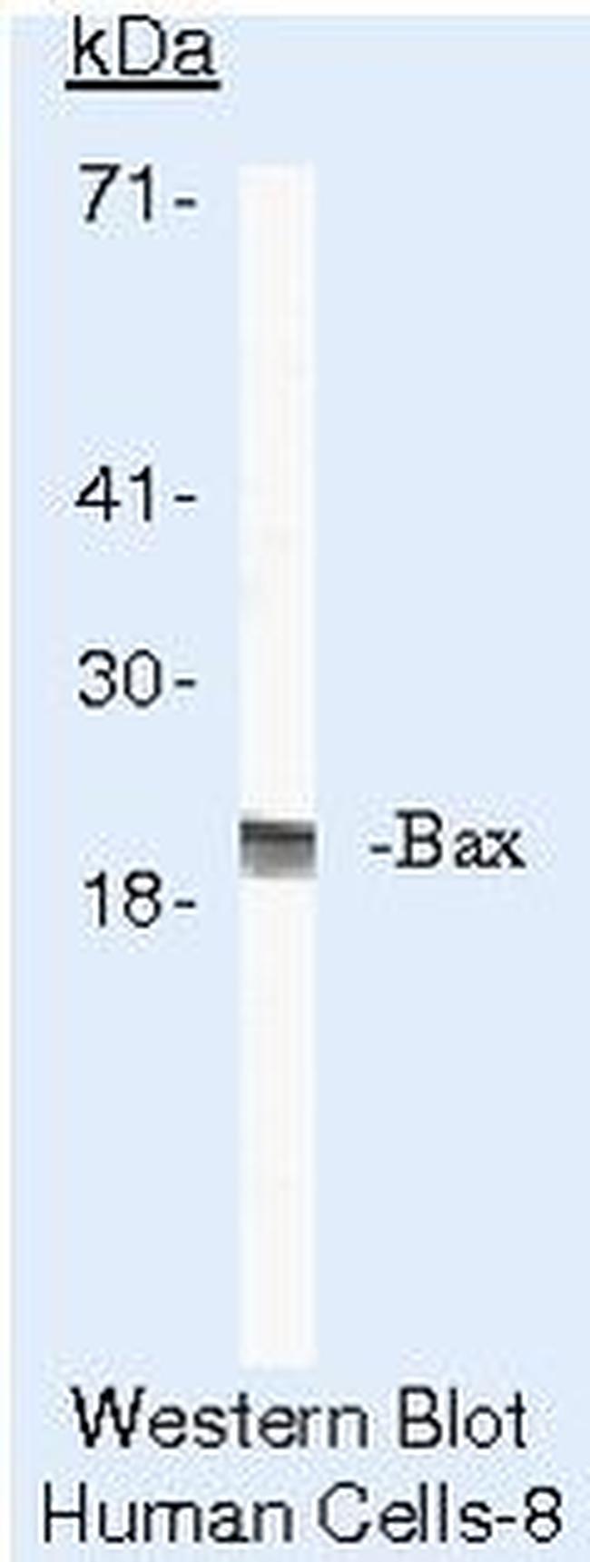 Bax Antibody in Western Blot (WB)