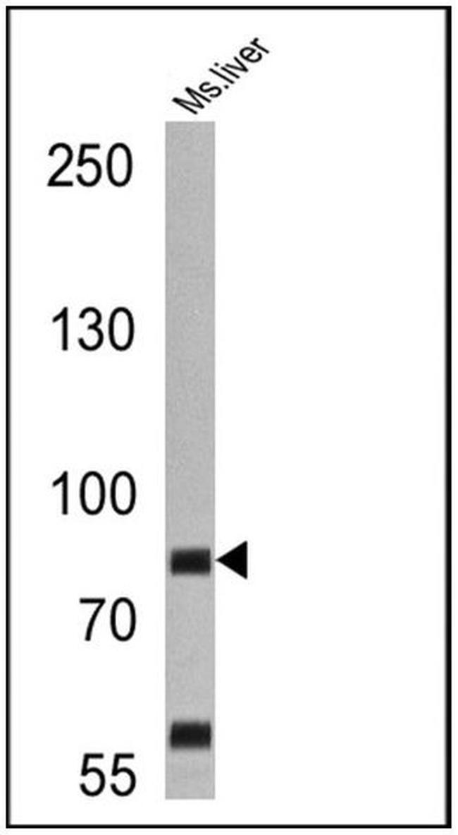 HGF Antibody in Western Blot (WB)