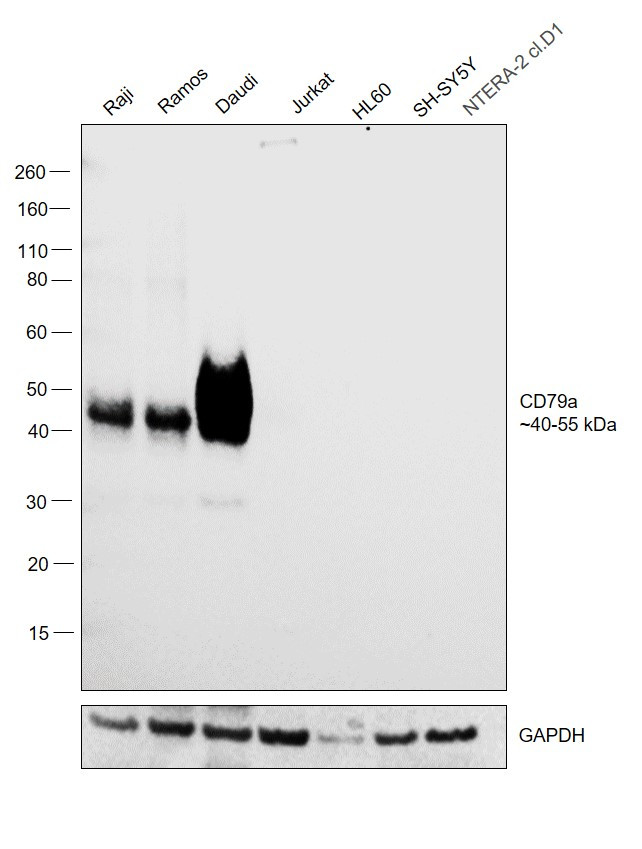 CD79a Antibody