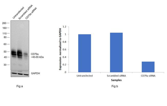 CD79a Antibody in Western Blot (WB)