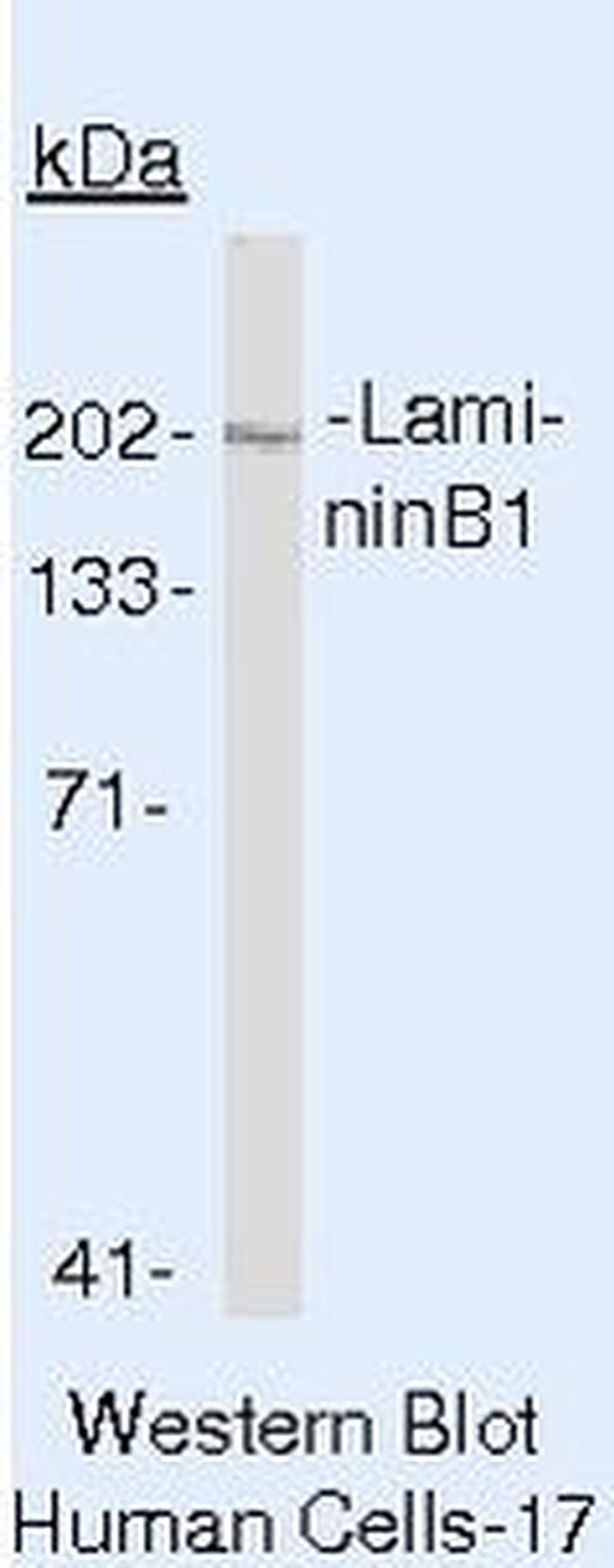 Laminin beta-1 Antibody in Western Blot (WB)