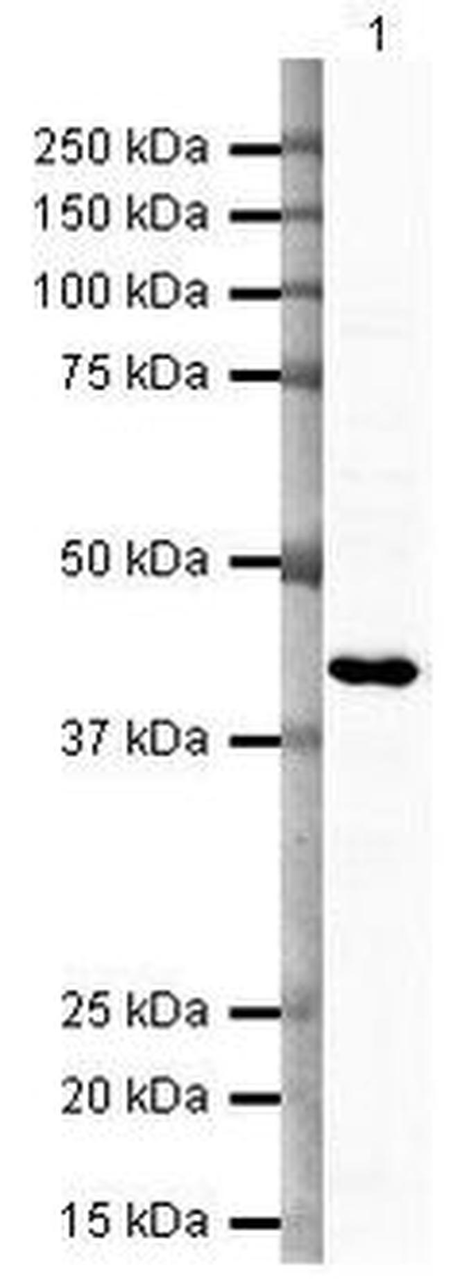 TBP Antibody in Western Blot (WB)