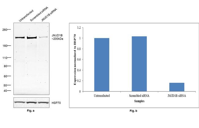 JMJD1B Antibody in Western Blot (WB)