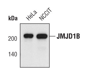 JMJD1B Antibody in Western Blot (WB)