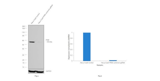 PKM1/PKM2 Antibody in Western Blot (WB)