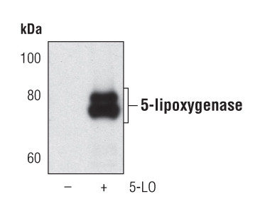 ALOX5 Antibody in Western Blot (WB)