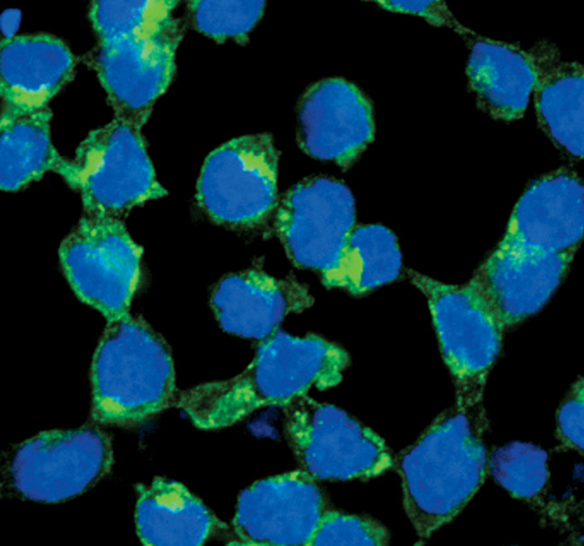 FGFR3 Antibody in Immunocytochemistry (ICC/IF)