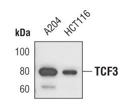 TCF3 Antibody in Western Blot (WB)
