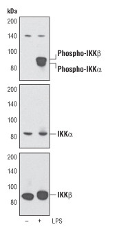 Phospho-IKK alpha/beta (Ser176, Ser177) Antibody in Western Blot (WB)