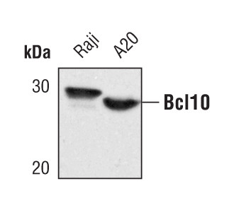 Bcl-10 Antibody in Western Blot (WB)