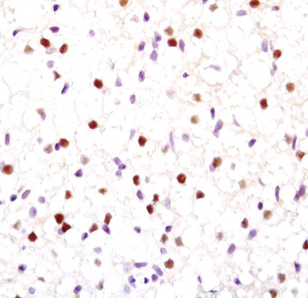 PPAR gamma Antibody in Immunohistochemistry (Paraffin) (IHC (P))