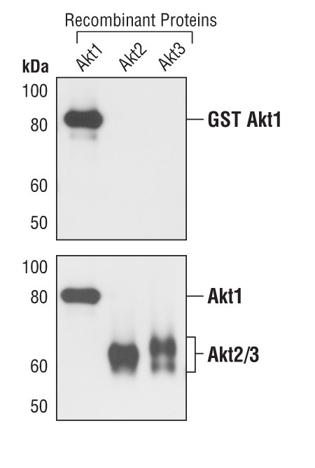 AKT1 Monoclonal Antibody (G.145.7) (MA5-14898)