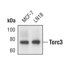 CRTC3 Antibody in Western Blot (WB)