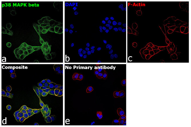 p38 MAPK beta Antibody in Immunocytochemistry (ICC/IF)