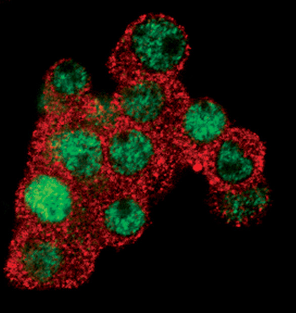 EGR1 Antibody in Immunocytochemistry (ICC/IF)