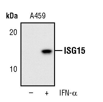 ISG15 Antibody in Western Blot (WB)